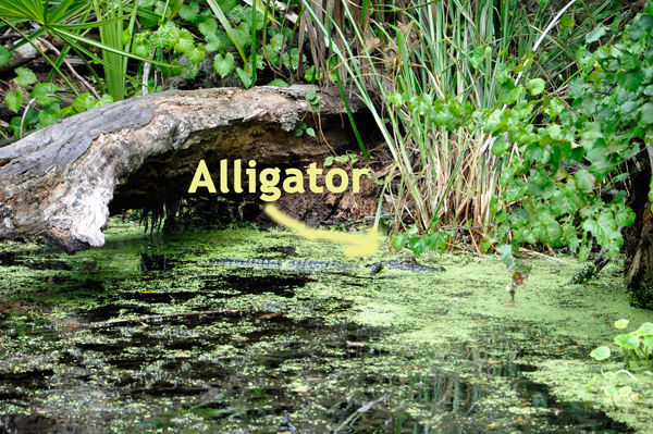 alligtor at Wekiwa Springs state Park