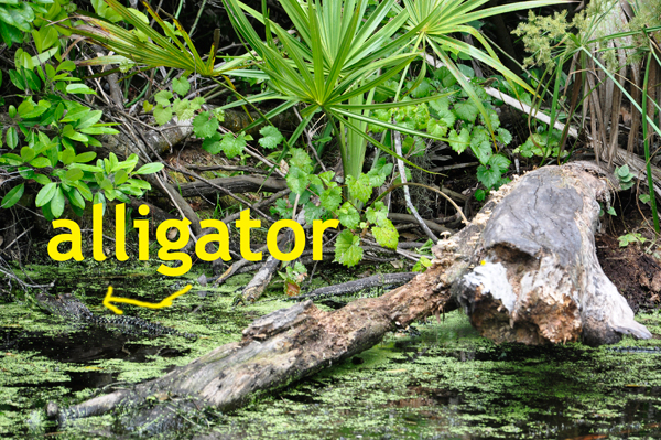 alligator at Wekiwa Springs State Park