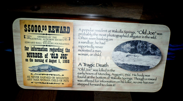 The story of Old Joe the alligator