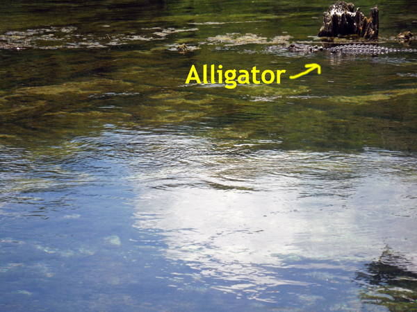 Alligator