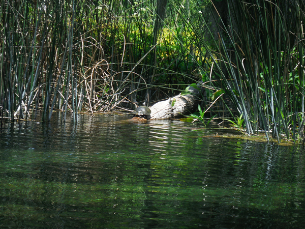 a Turtle on a log
