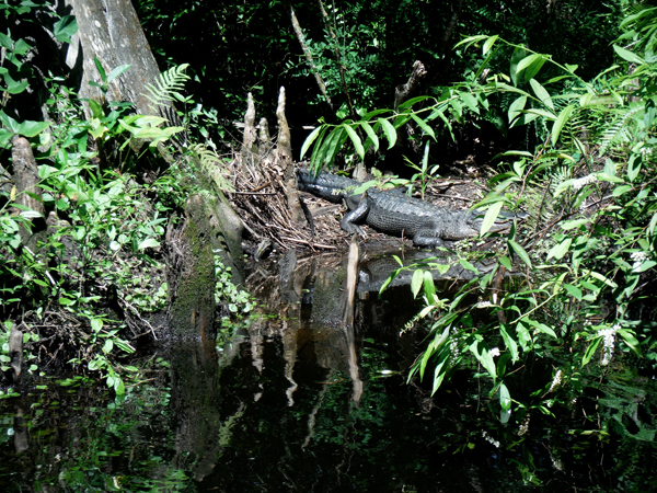 alligator 3