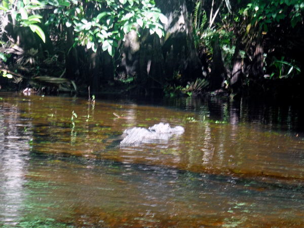 alligator 1