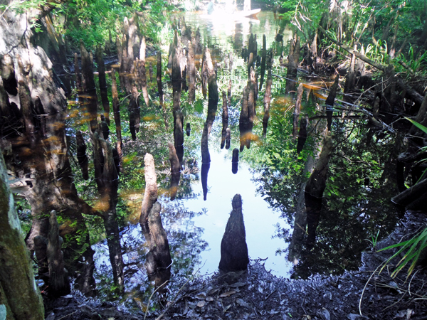 Cypress Knees