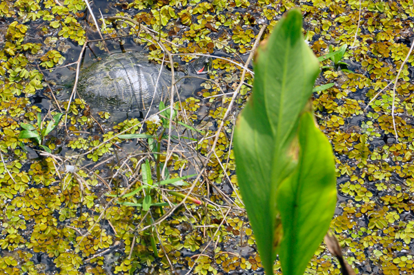 alligator snapping turtle