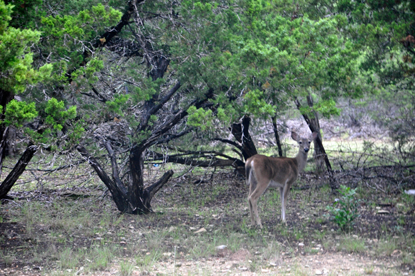 DEER IN THE CAMPGROUND