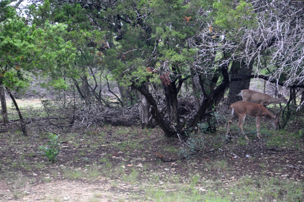 DEER IN THE CAMPGROUND