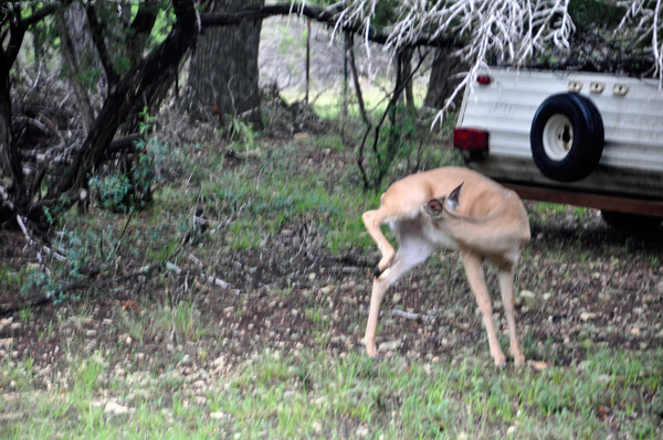 DEER IN THE CAMPGROUND