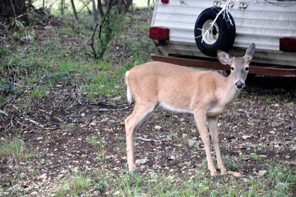 DEER IN THE CAMPGROUND