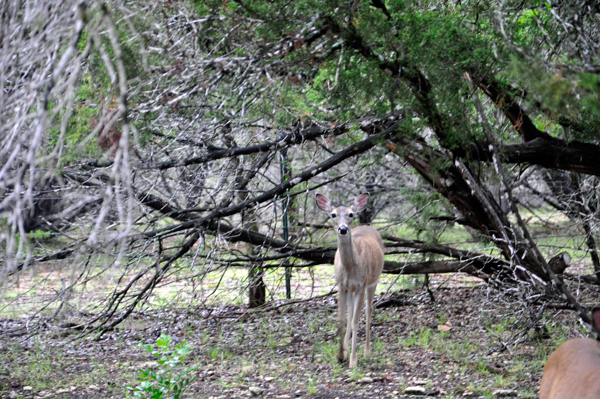 DEER IN THE CAMPGROUND