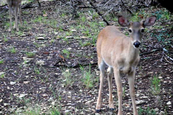 DEER IN THE CAMPGROUND