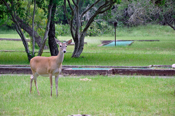 DEER IN THE CAMPGROUND