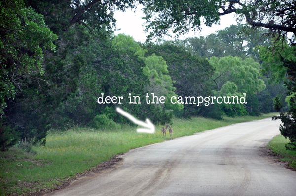 DEER IN THE CAMPGROUND