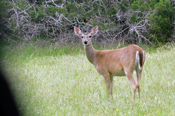 DEER IN THE CAMPGROUND