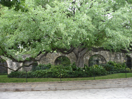 tree and walkway