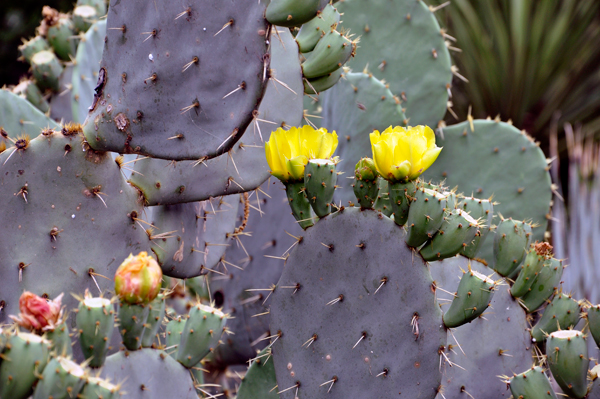 A cacti garden at The Alamo