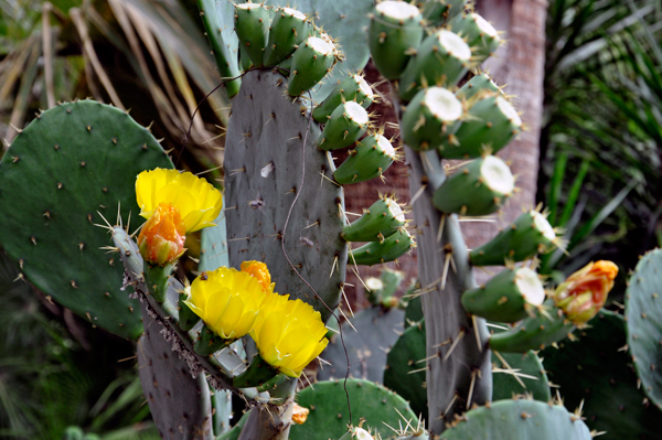 A cacti garden at The Alamo