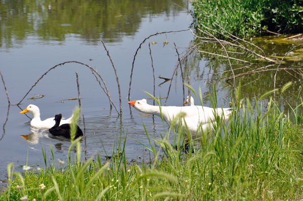 duck and nasty goose