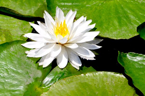 lillies in the pond