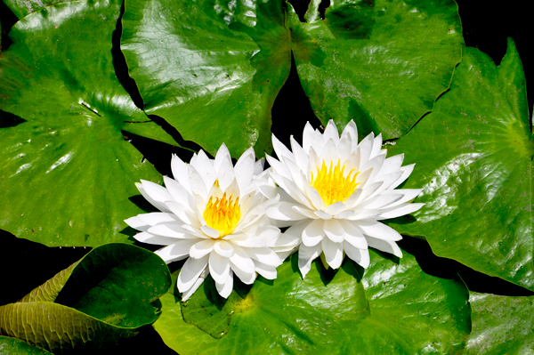 lillies in the pond