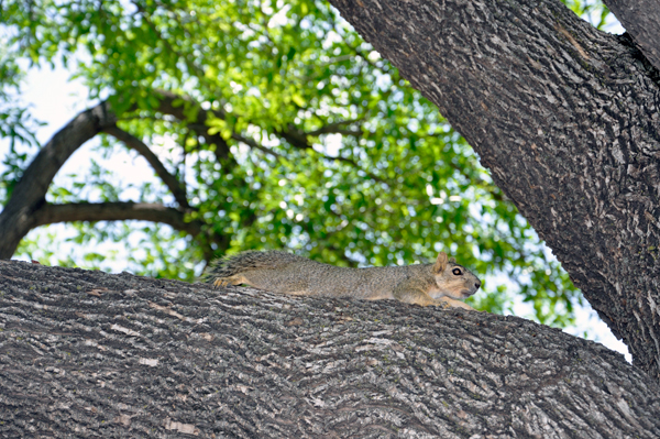 squirrel in a tree