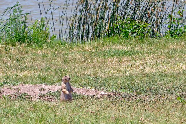 Prairie Dog