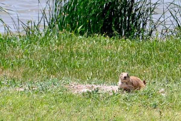 Prairie Dog