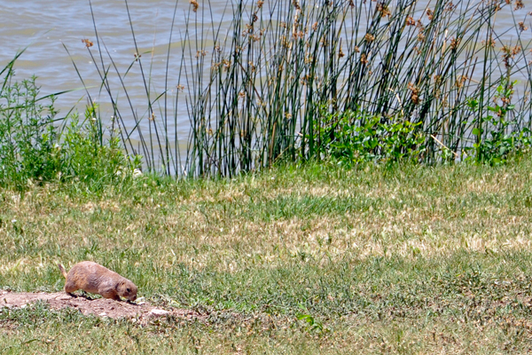 Prairie Dog