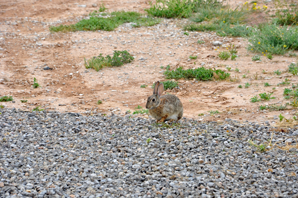 a wild rabbit 