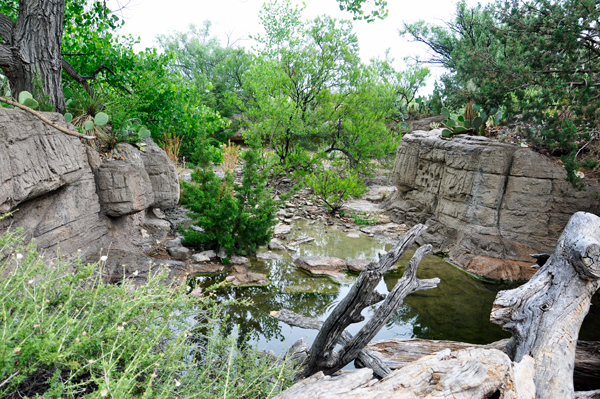 Javelina habitat