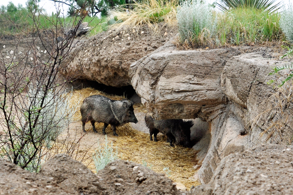 Javelina 