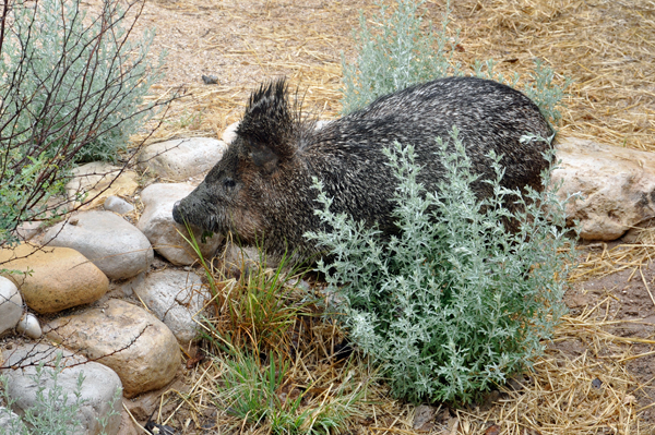 Javelina 