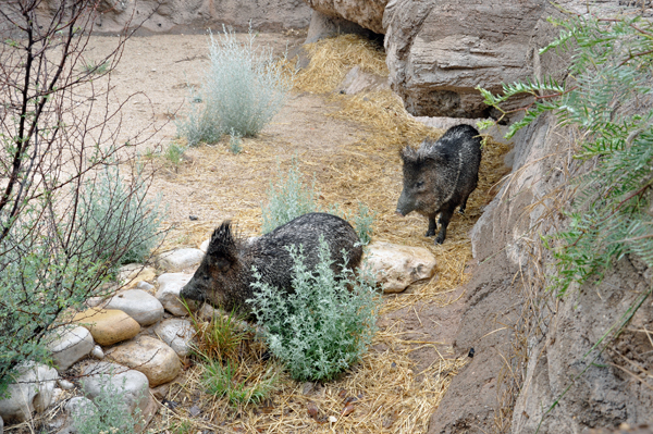 Javelina 