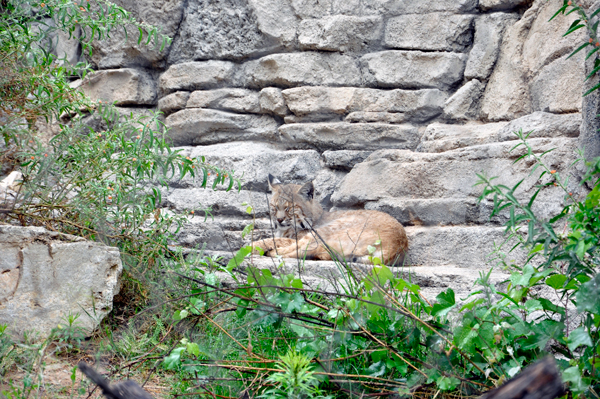 a sleeping bobcat