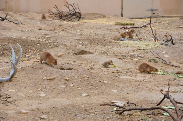 Prairie Dogs