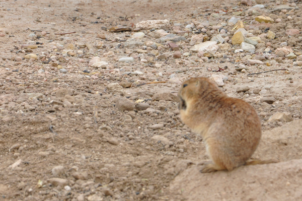 Prairie Dog eating