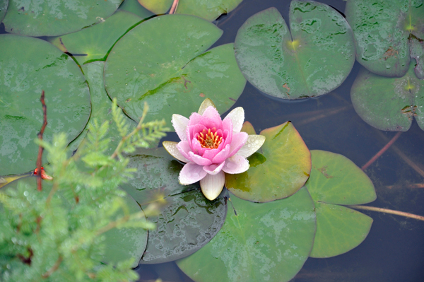 lily pond