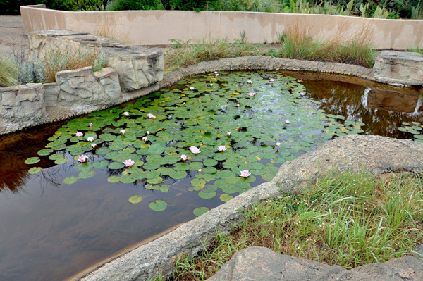 lily pond