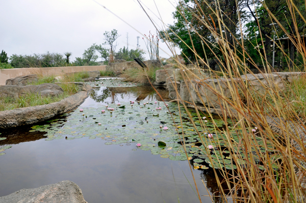 lily pond