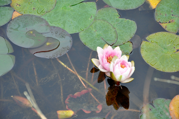 lily pond