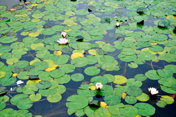 lily pond