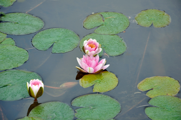 lily pond