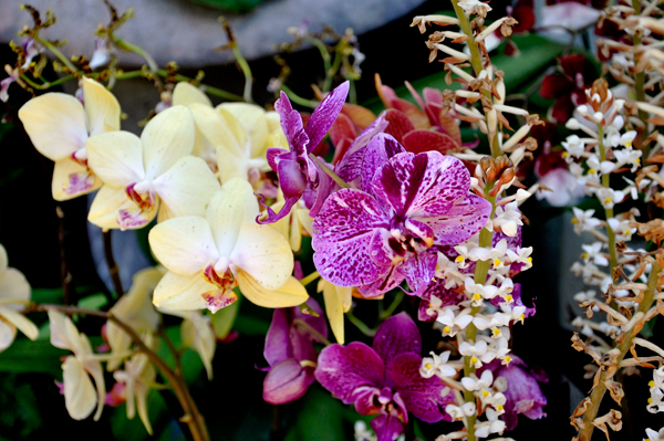 Flowers inside the Botanical Building