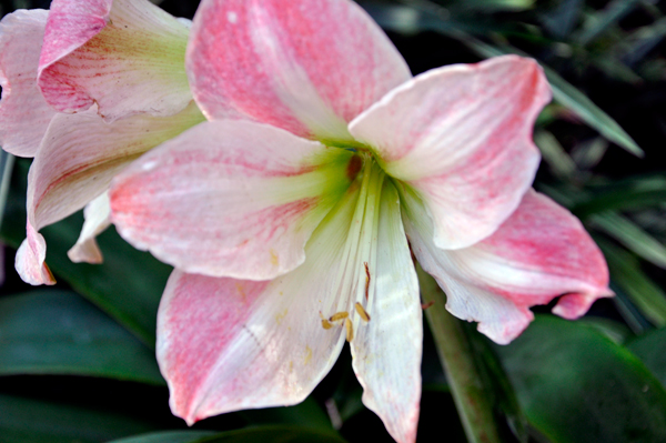 Flowers inside the Botanical Building