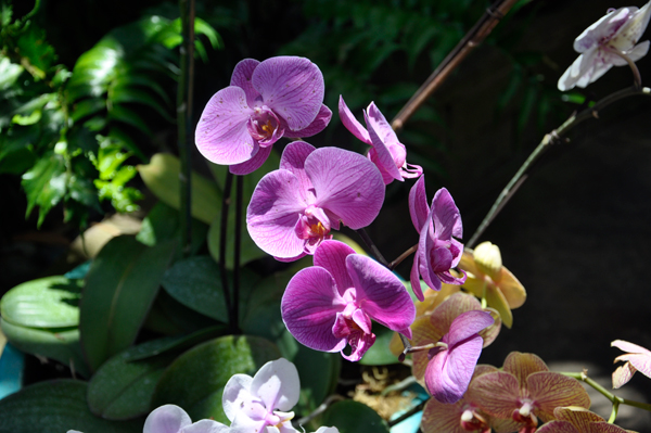 Flowers inside the Botanical Building