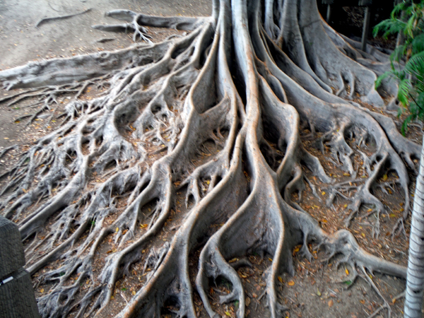 tree roots