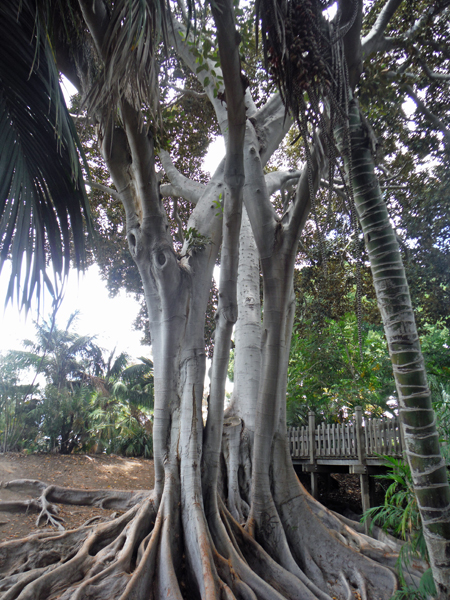 tree with amazing roots