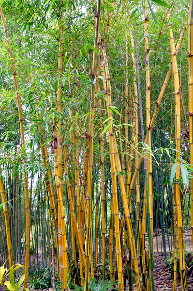 bamboo