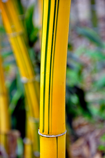 painted Bamboo