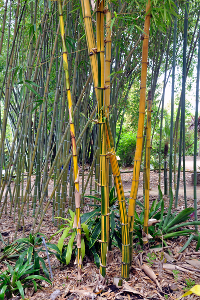 painted Bamboo